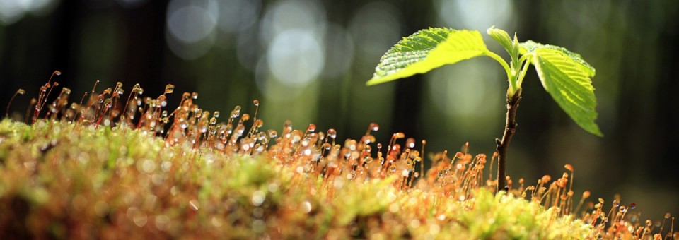 Spes messis in semine